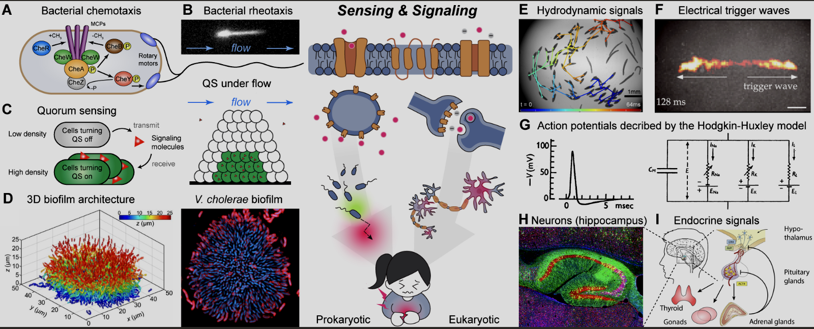 Annual Review figure: biomedical active matter overview