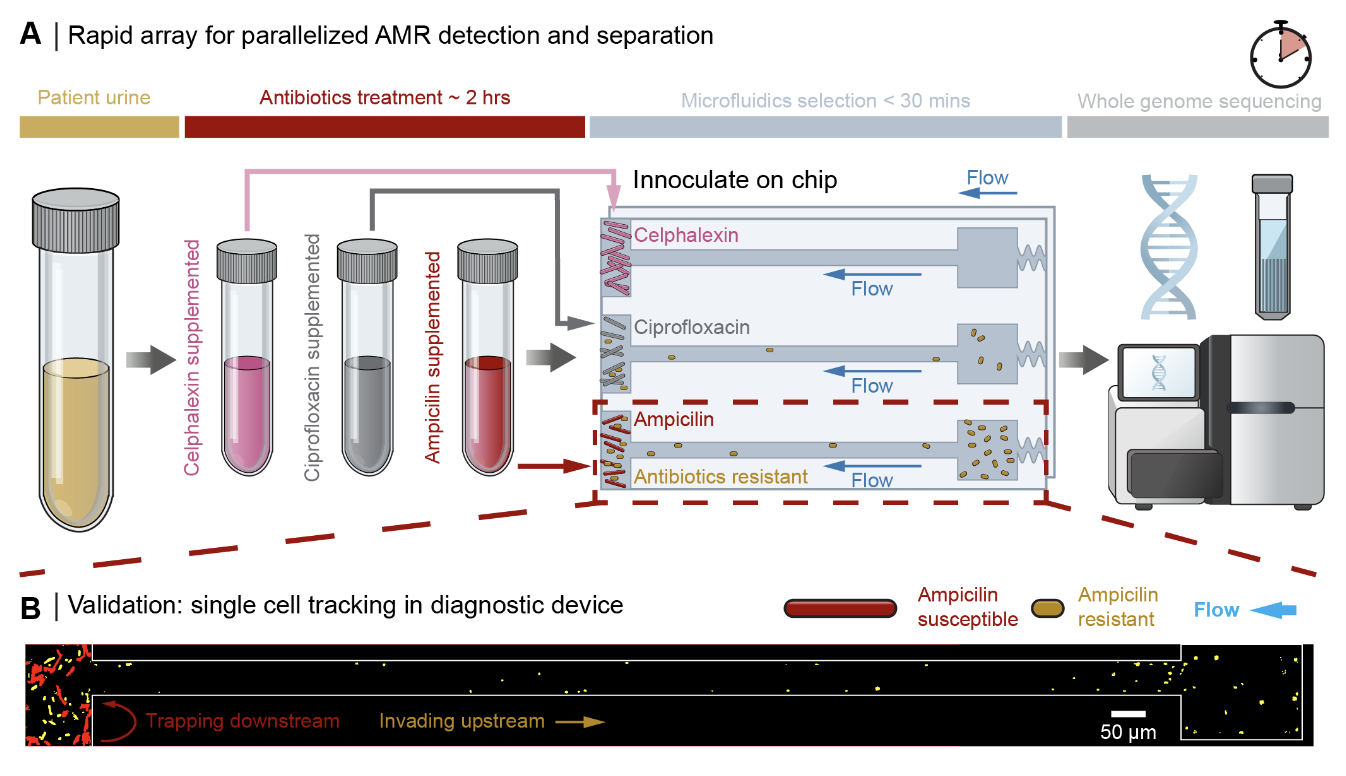 AMR diagnostic chip