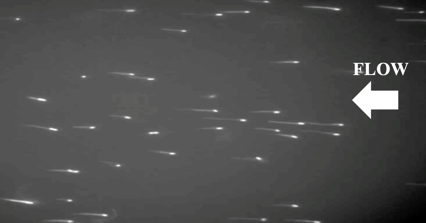 Bacterial upstream swimming in macromolecular flows — streak imaging