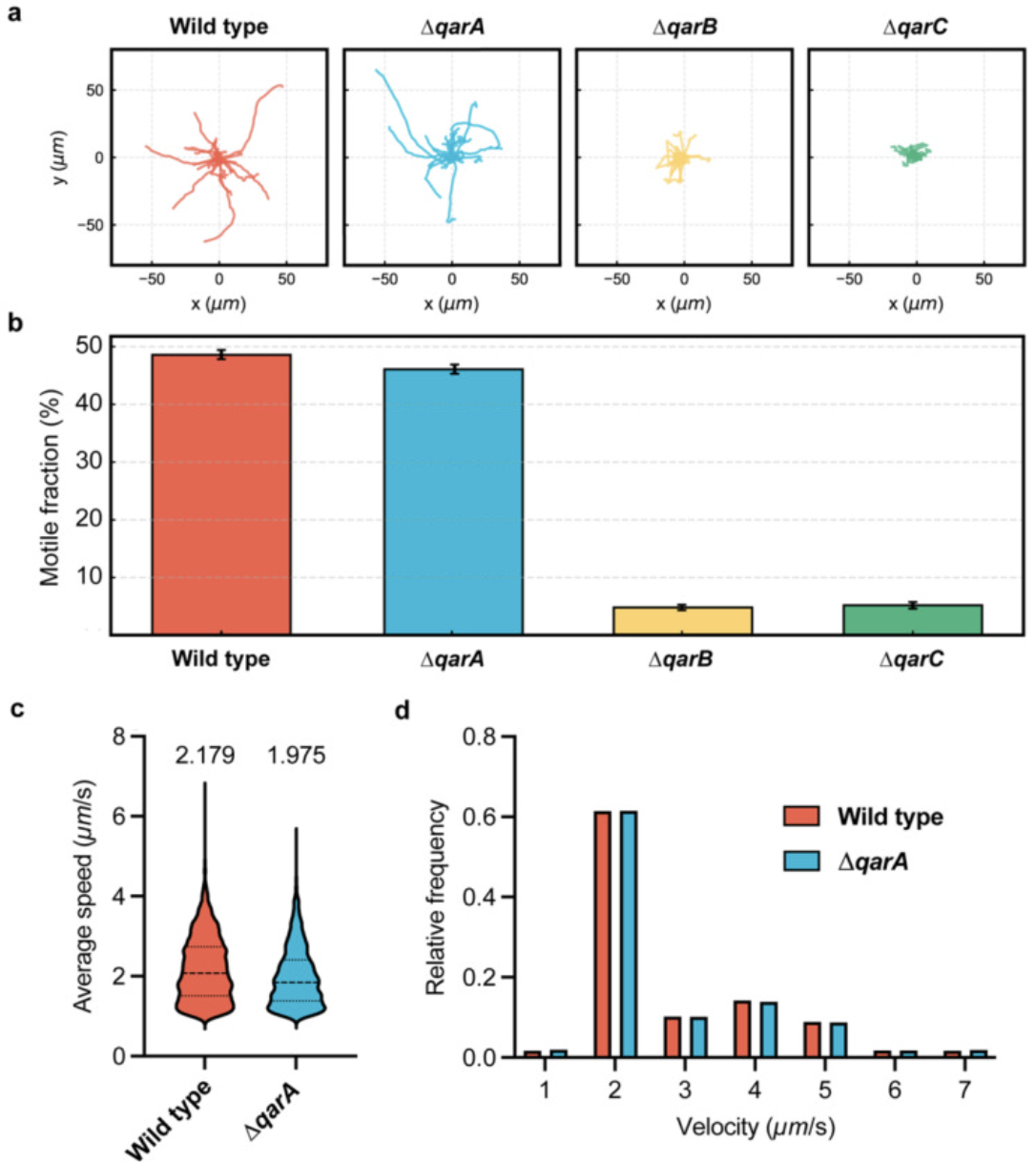 mBio figure: archaeal quorum sensing motility transitions