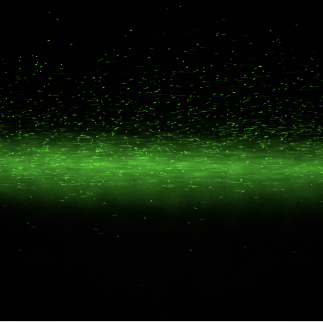Cross-phylum quorum sensing and cholera microbiota — fluorescence microscopy