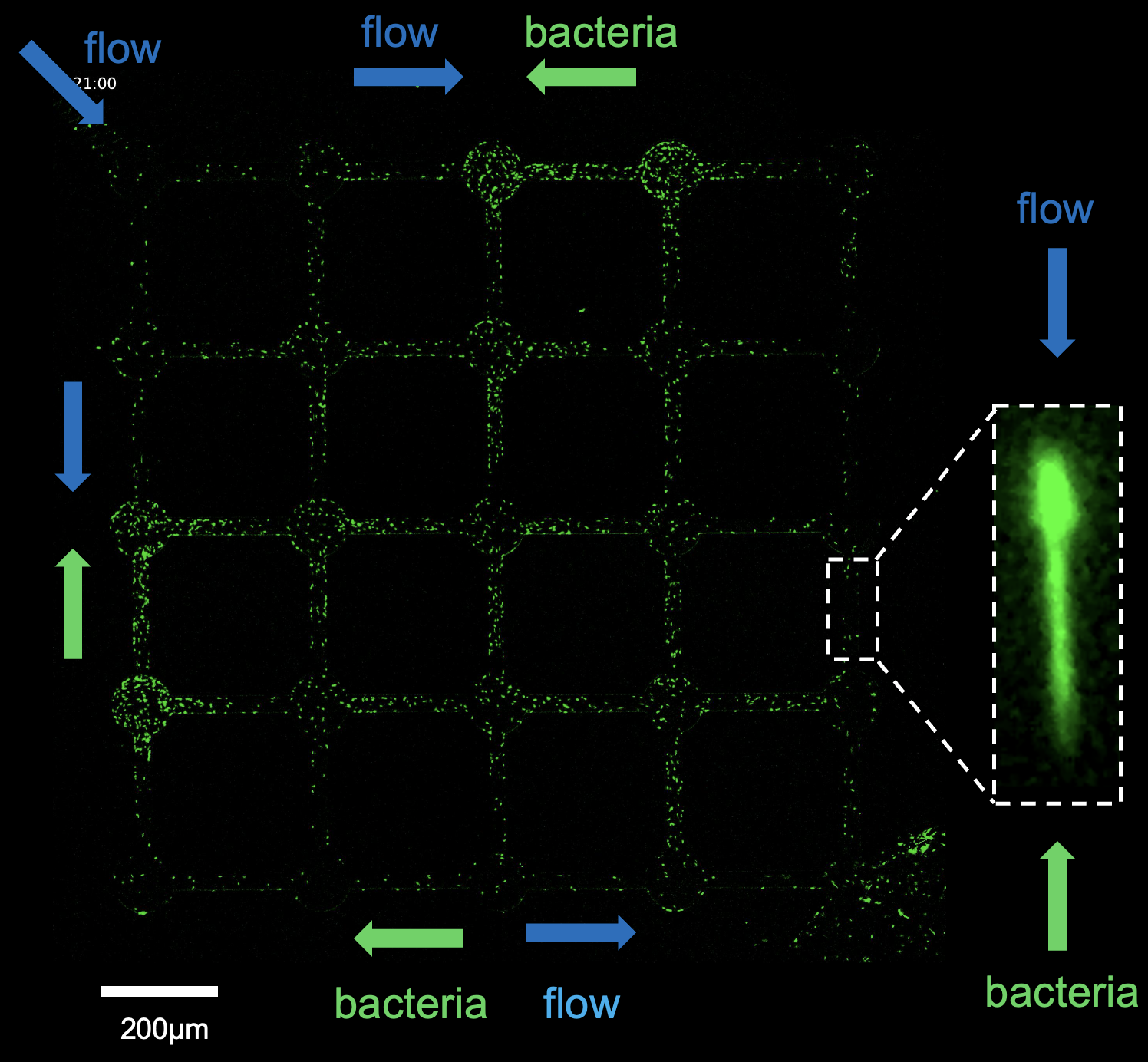 Topological separation of bacteria in lattice microfluidic device